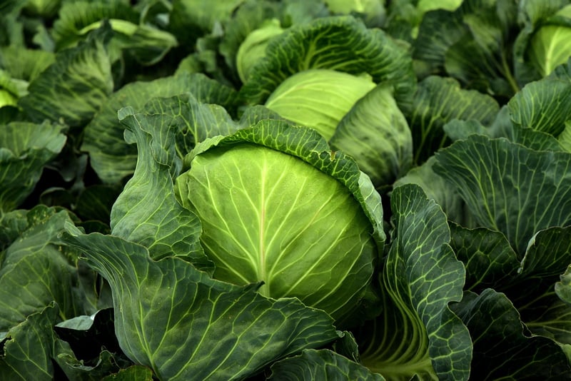 Winter Herbs
