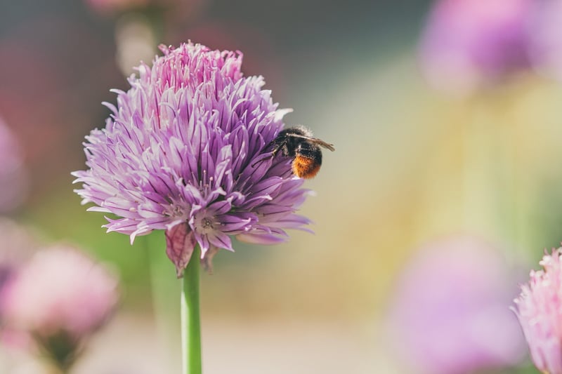 Chives